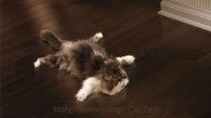 CatZen hotel marketing
