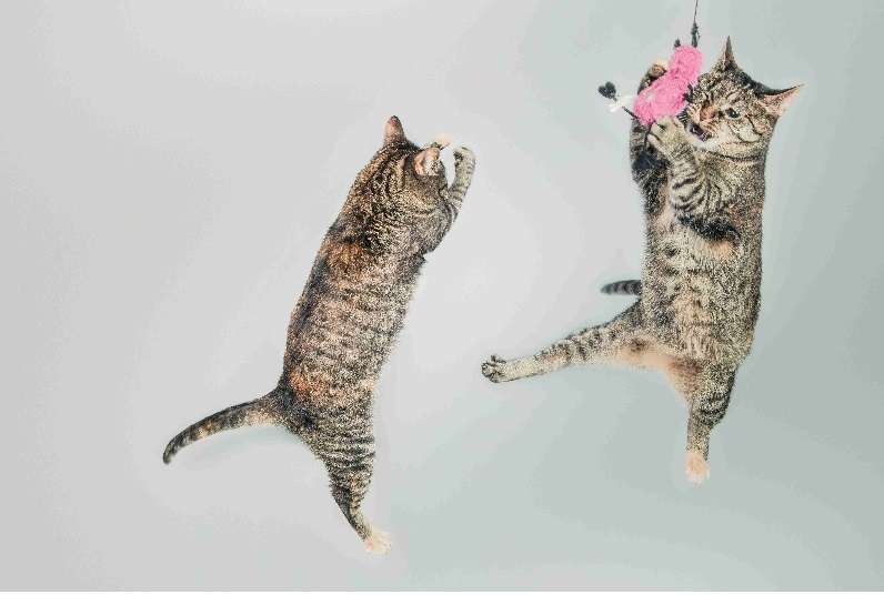 cat on web