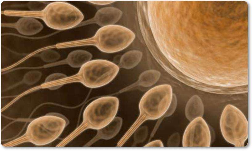 spermatozoi